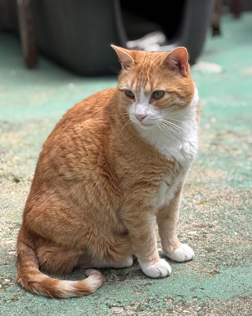Derrière chaque regard, une histoire. Et peut-être une nouvelle vie à écrire ensemble 🐱